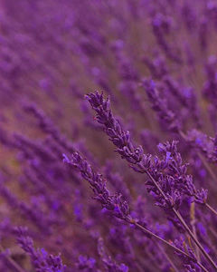 Meet your Posher, Lovendules